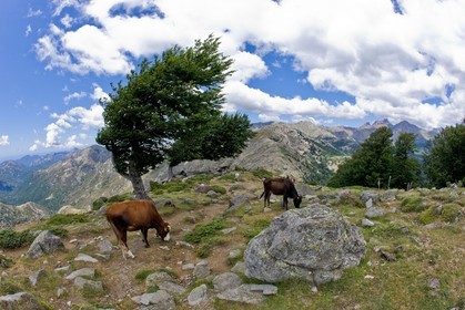 GR 20 Nord