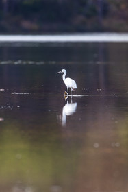 Grande Aigrette