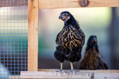 Poussin
