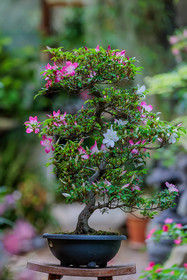 Bonsai