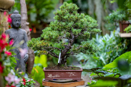 Bonsai