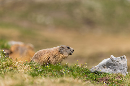 Marmotte