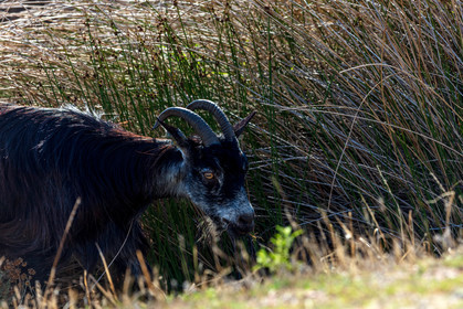 Faune corse