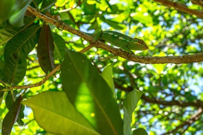 Caméléon, Endormi