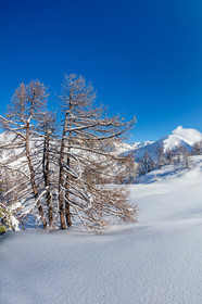 Isola 2000