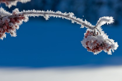 Cristaux de neige