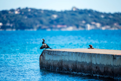 Cormoran, Phalacrocoracidae