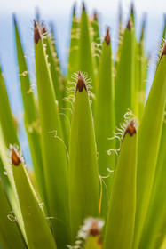 Eze Jardin exotique