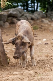 Faune corse