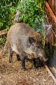 Sanglier