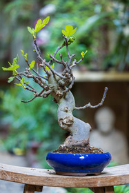 Bonsai