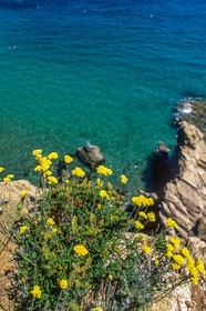 Cavalaire