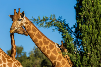 Parc animalier de la Barben