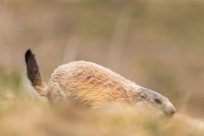 Marmotte