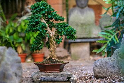 Bonsai
