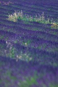 Lavandes
