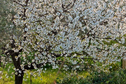 Printemps