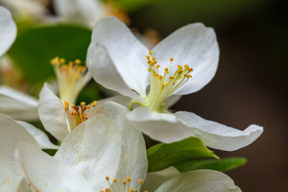 Flore