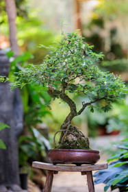 Bonsai Center