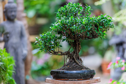 Bonsai