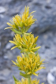 Gentiane jaune, Gentiana lutea.