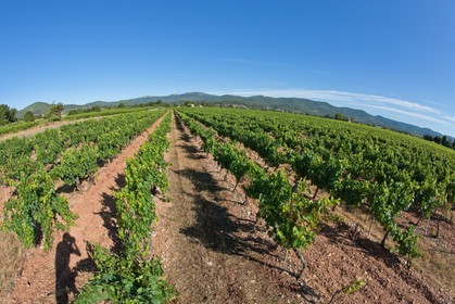 Vignes de Pierrefeu