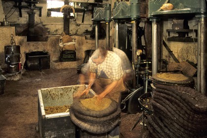 Oléiculture