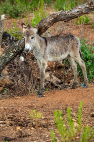 Faune corse