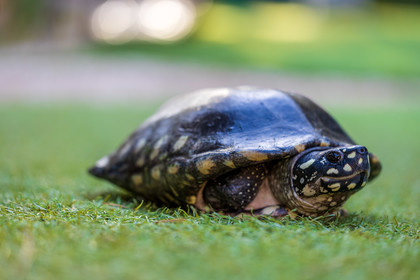 Tortue