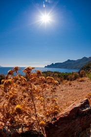 Girolata