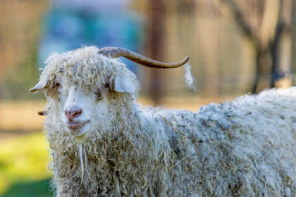 Chèvre mohair