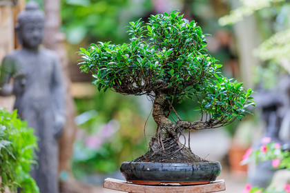 Bonsai