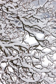 Arbres enneigés
