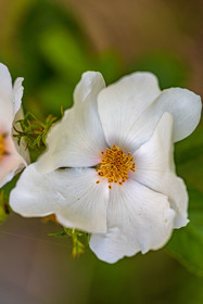 Flore