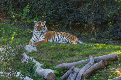 Parc animalier de la Barben