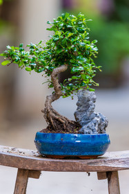 Bonsai