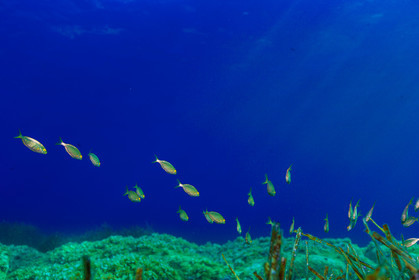 Plongée-sous-marine