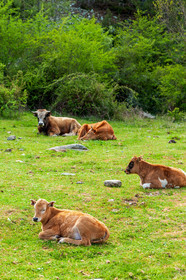 Faune corse