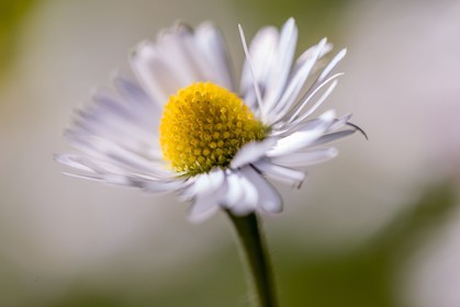 Marguerite, Leucanthemum vulgare