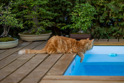 Chat