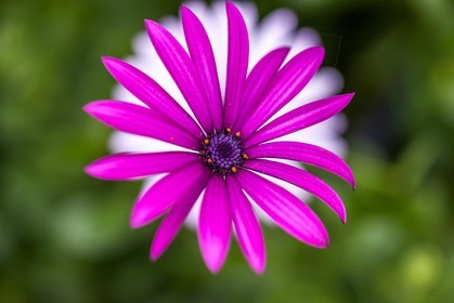 Flore méditerranéenne