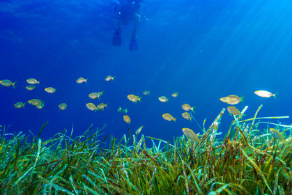 Plongée-sous-marine