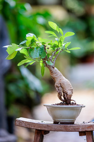 Bonsai Center