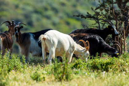 Faune corse