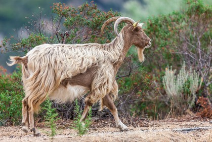 Chèvre corse