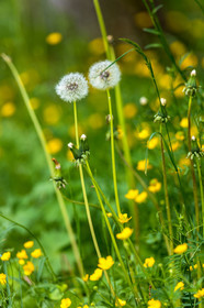 Flore alpine