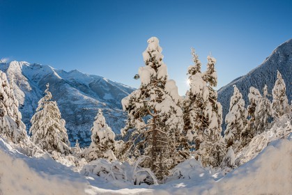Auron