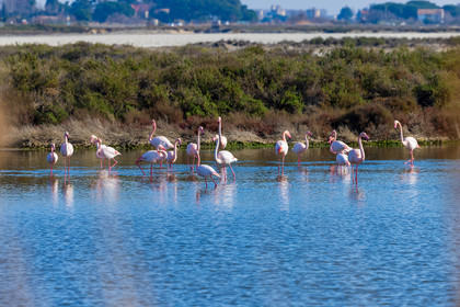 Flamant rose