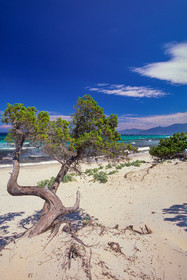 Saleccia
