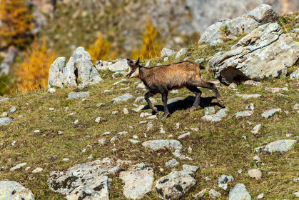 Chamois, Rupicapra rupicapra